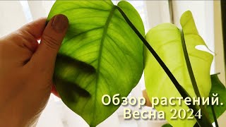 Обзор растений на работе. Весна 2024