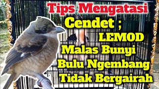 TIPS MENGATASI CENDET LEMOD, MALAS BUNYI, NGEMBUNGIN BULU