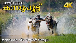 കന്നുപൂട്ട് കാളകളുടെ വില കേട്ടാൽ ഞെട്ടും !!! 4K