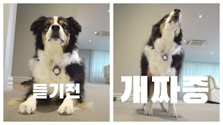 What made my Good Dog Cry? 😱 by 레나랜드 Lena Land 7,656 views 5 months ago 8 minutes, 24 seconds