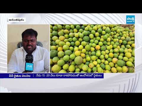 గిట్టుబాటు ధర లేక చీనీ రైతుల విలవిల | Cheeni Farmers Face Big Problems Over Low Prices in AP - SAKSHITV
