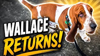 Wallace returns!