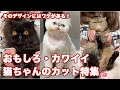 【猫のカット】おもしろ・カワイイ猫ちゃんのカット特集。そのデザインにはワケがあった！【可愛くて飼いやすく】