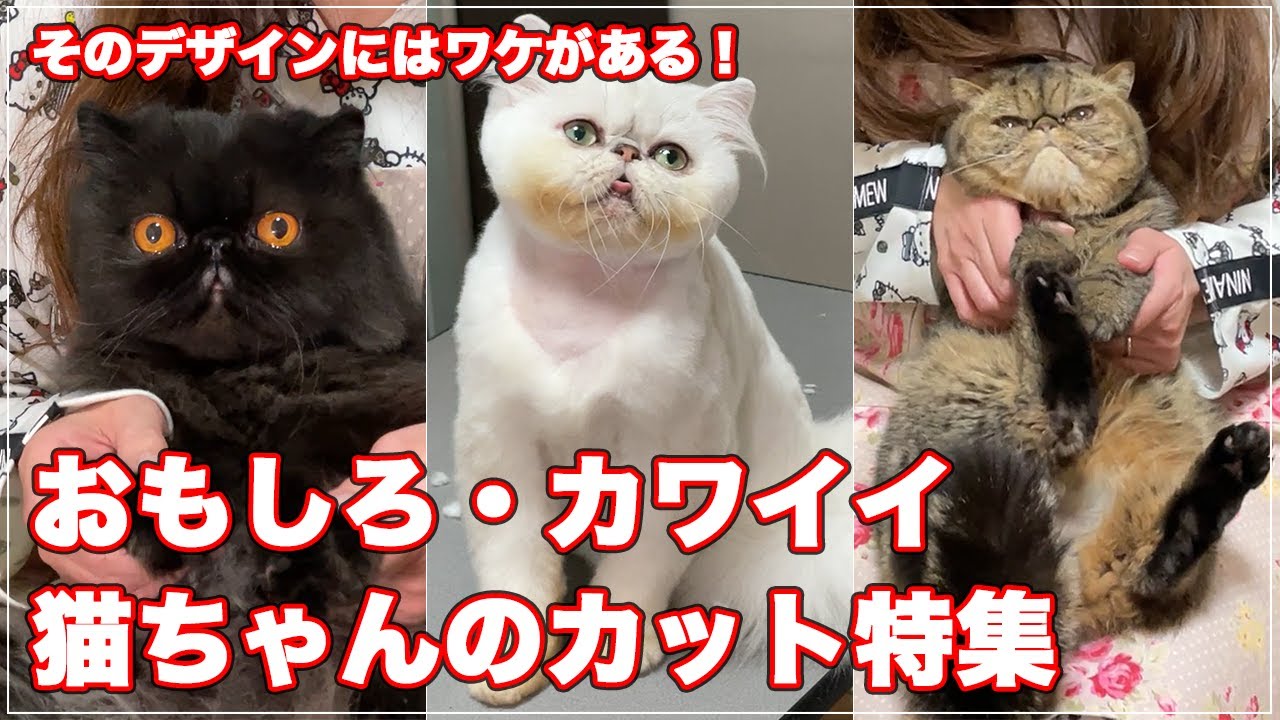 猫のカット おもしろ カワイイ猫ちゃんのカット特集 そのデザインにはワケがあった 可愛くて飼いやすく Youtube 猫のカット おもしろ カワイイ猫ちゃんのカット特集 そのデザインにはワケがあった 可愛くて飼いやすく Youtube