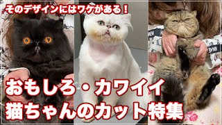 メインクーン 世界一大きい猫種 メインクーンのシャンプーをプロが解説 Show Grooming メインクーン 世界一大きい猫種 メインクーンのシャンプーをプロが解説 Show Grooming