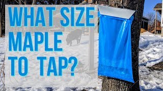 How Big Does a Maple Tree Have to Be To Tap It?