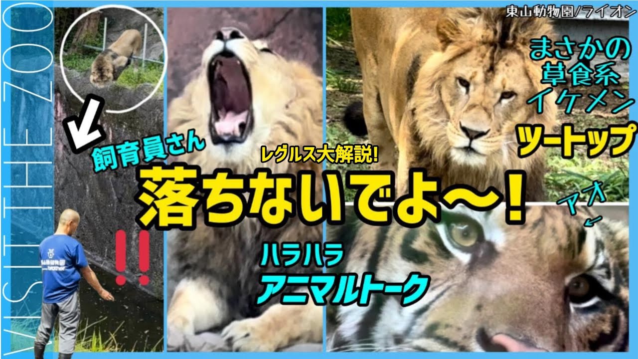 飼育員さんハラハラ！ライオンが柵を越えた..直前ハプニングレグルス大解説！ #東山動物園　ライオン #レグルス #アニマルトーク
