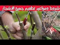 موعد تطعيم جميع الاشجار كل شي لازم تعرفه عن التطعيم 