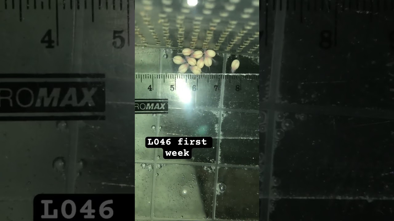 Первая неделя, а точнее первый день гипанциструс зебра 