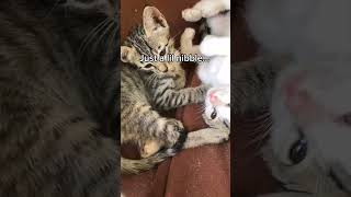 Don't Bite 🚫 you're Friend 😾 #cat #cats #catvideos #funnycat #cutecats #shorts #viral #fyp