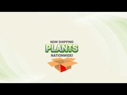 Ship Your Plants with J&T Express