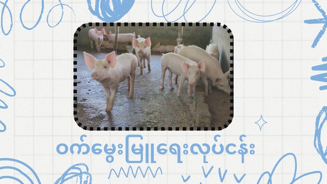 အသေးစားစီးပွားရေးလုပ်ငန်း (ဝက်မွေးမြူရေး)