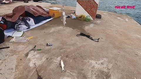 Câu cá chéc bằng mồi jigging trên trụ điện Hòn Sơn - Kiên Giang/ Go fishing with jigging bait