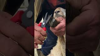 Foot Trimming Ewe #Youtubeshorts #Farming #Sheep