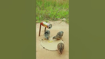 The best underground bird trap, quail trap #short video