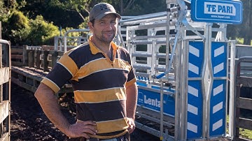 Working the new Lenta MX3 Cattle Crush | Kiwi Farmer