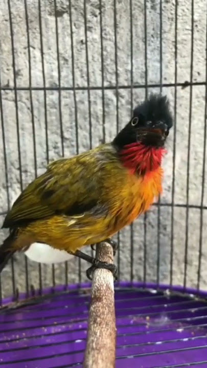 SUARA BURUNG KUTILANG EMAS || PANCINGAN KUTILANG EMAS || BURUNG KUTILANG NGEROL
