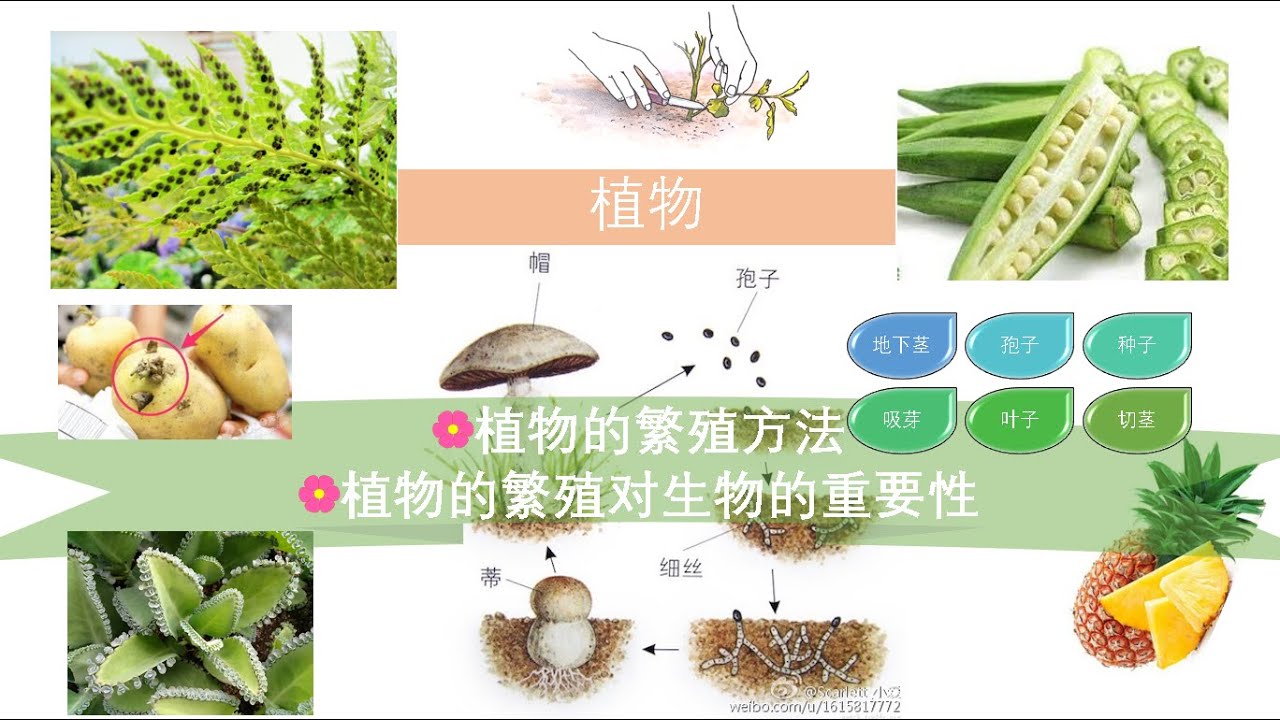 三年级科学植物的繁殖方法植物的繁殖对生物的重要性 Youtube