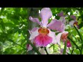 Tб P 15 LoбєЎi Lan Hoa LГўu TГ N Nhб Їng LoбєЎi Lan Hoa Bб Ѓn Nhất Phong Lan Rб Ng Pv Tб P 15 LoбєЎi Lan Hoa LГўu TГ N Nhб Їng LoбєЎi Lan Hoa Bб Ѓn Nhất Phong Lan Rб Ng Pv
