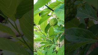 fruits#organic fruits garden#short#mheadit