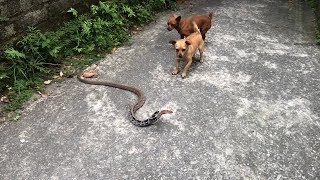 The dog's reaction when he saw the Snake