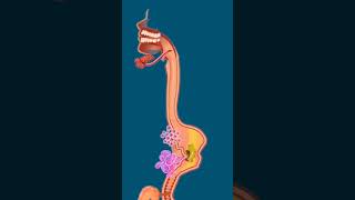 Human  Digestive System ?digestivesystem mydarksideshortfeed2023