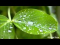 Rain 8 hours / Music to help Study, Work, Sleep