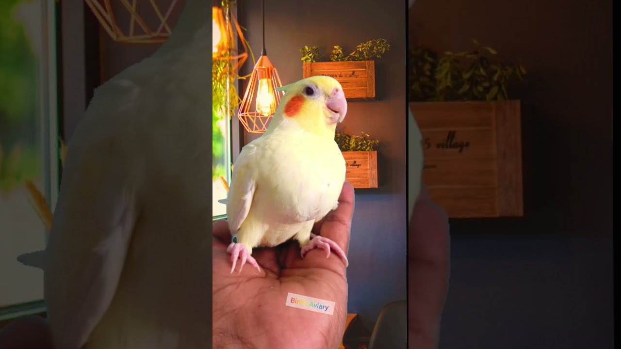 Lutino Red Eye Baby Cockatoo 😲