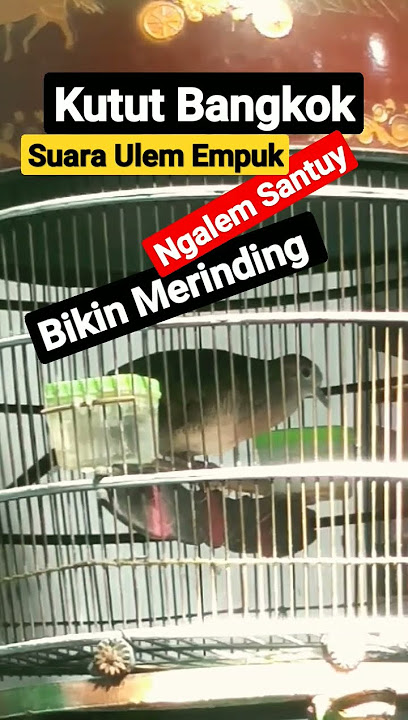 Suara Ulem Empuk Bikin Merinding #perkututbangkok