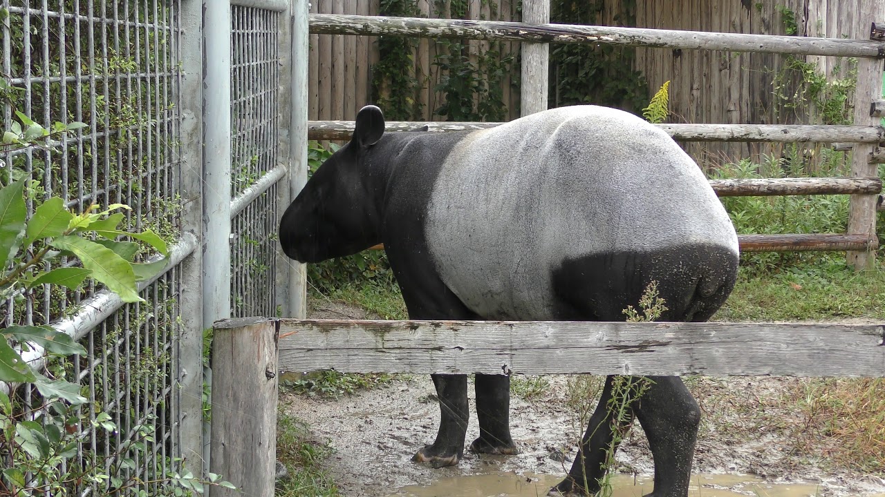 雨の日のマレーバク 東武動物公園 17年10月15日 Youtube