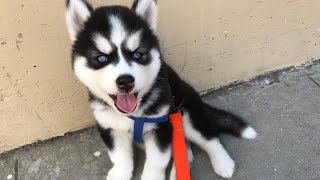 Teaching a 6 Week Old Husky Puppy to Walk on a Leash