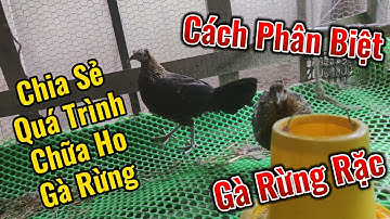 Cách phân biệt gà rừng rặc với gà F và quá trình chữa gà rừng bị ho khẹc