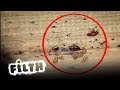 How To Remove A Bed Bug Infestation