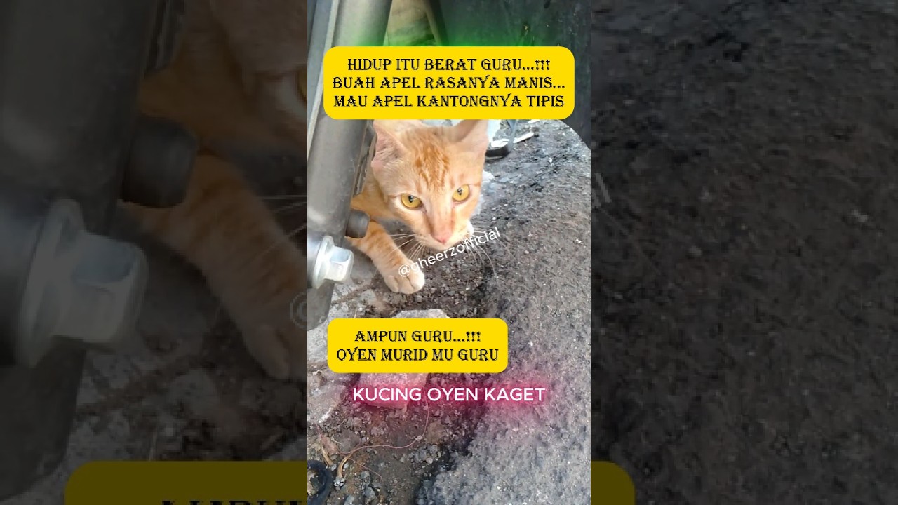 FUNNY CAT SHOCKED #funny #cat #viral #cute #video #kucing #shorts #fyp #kucinglucu