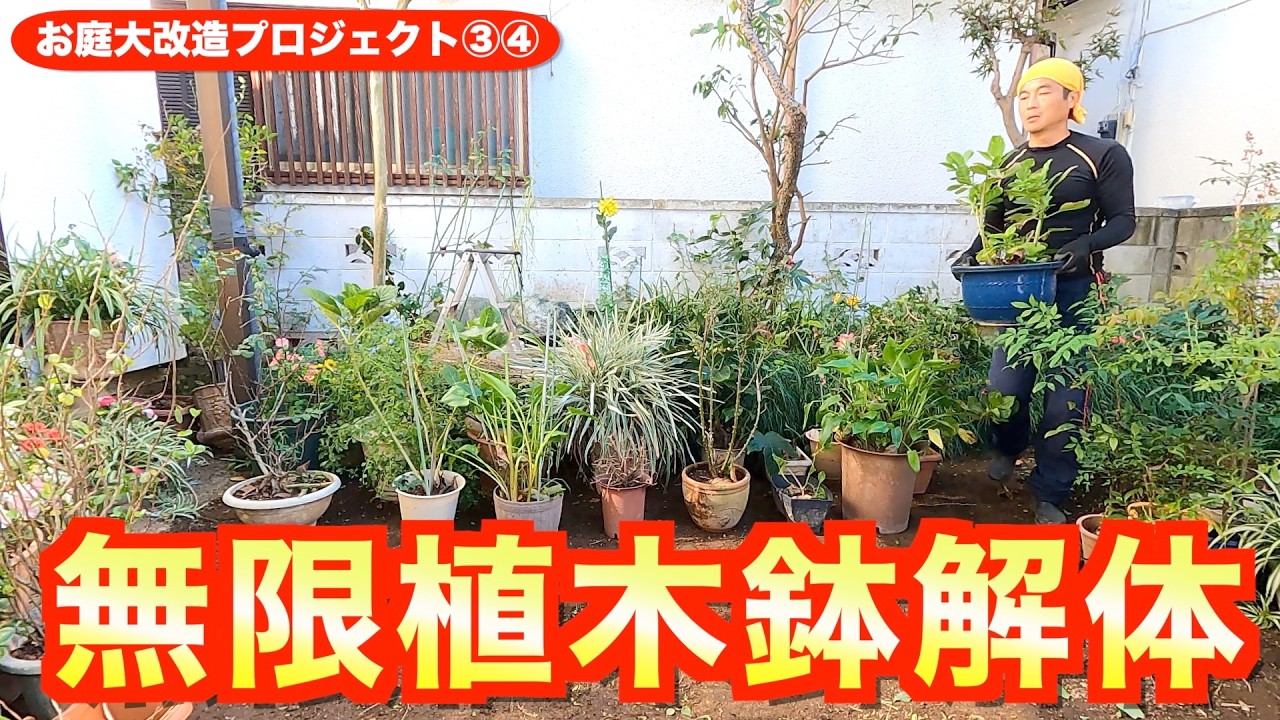 梅剪定＆鉢植70個解体【お庭大改造🏠️③④】グラウンドピーラーで地表けずり、太枝切りバサミで植栽切り刻み袋詰め、シール剥がしスプレー登場！市川市の便利屋！作業料一覧、お問合せ先は概要欄をご覧下さい！
