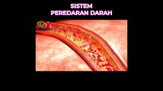 BLOOD CIRCULATION SYSTEM