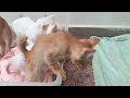 Time Machine Cats !!!! Longest Daily Cat's Story