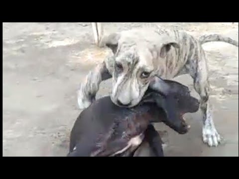 Bully kutta Gultrry kutta fight in Lahore New Video - YouTube