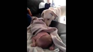 tucking baby into bed  ,,FROM A DOG