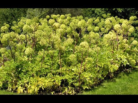 Vidéo: Récolte et élagage de l'angélique - La plante d'angélique a-t-elle besoin d'être taillée?