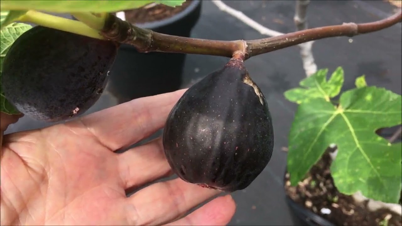 Ficus Carica, figs. Harvesting and tasting figs. Инжир.Продолжаю показывать созревающие сорта инжира