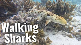 Epaulette Sharks | The Sharks That Can Turn Off Their Brain