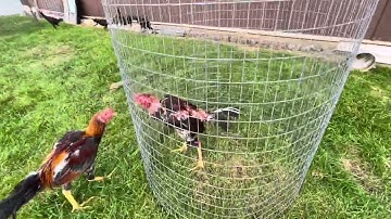 Update kuv cov mivnyuas qab xyoo 2025