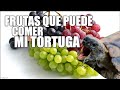 frutas que pueden comer las tortugas