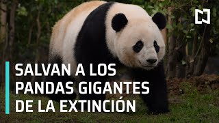 Pandas gigantes ya no son especie en peligro de extinción - Las Noticias