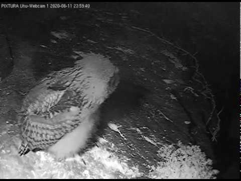 Eifel Food for Older Owlet June 2020 live cam preview