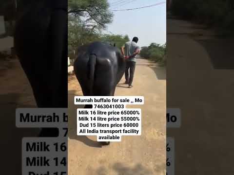 Buy MURRAH Buffalo