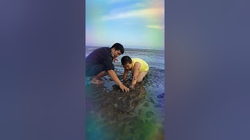 Bắt nghêu ở biển Gò Công - Tiền Giang dễ hơn ăn cơm luôn 😂😂