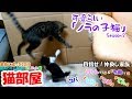 可愛らしい「ノラの子猫」Season2 #11 保護して20日！先住ネコ宅（ネコ部屋）で初めてのお泊り=^_^=