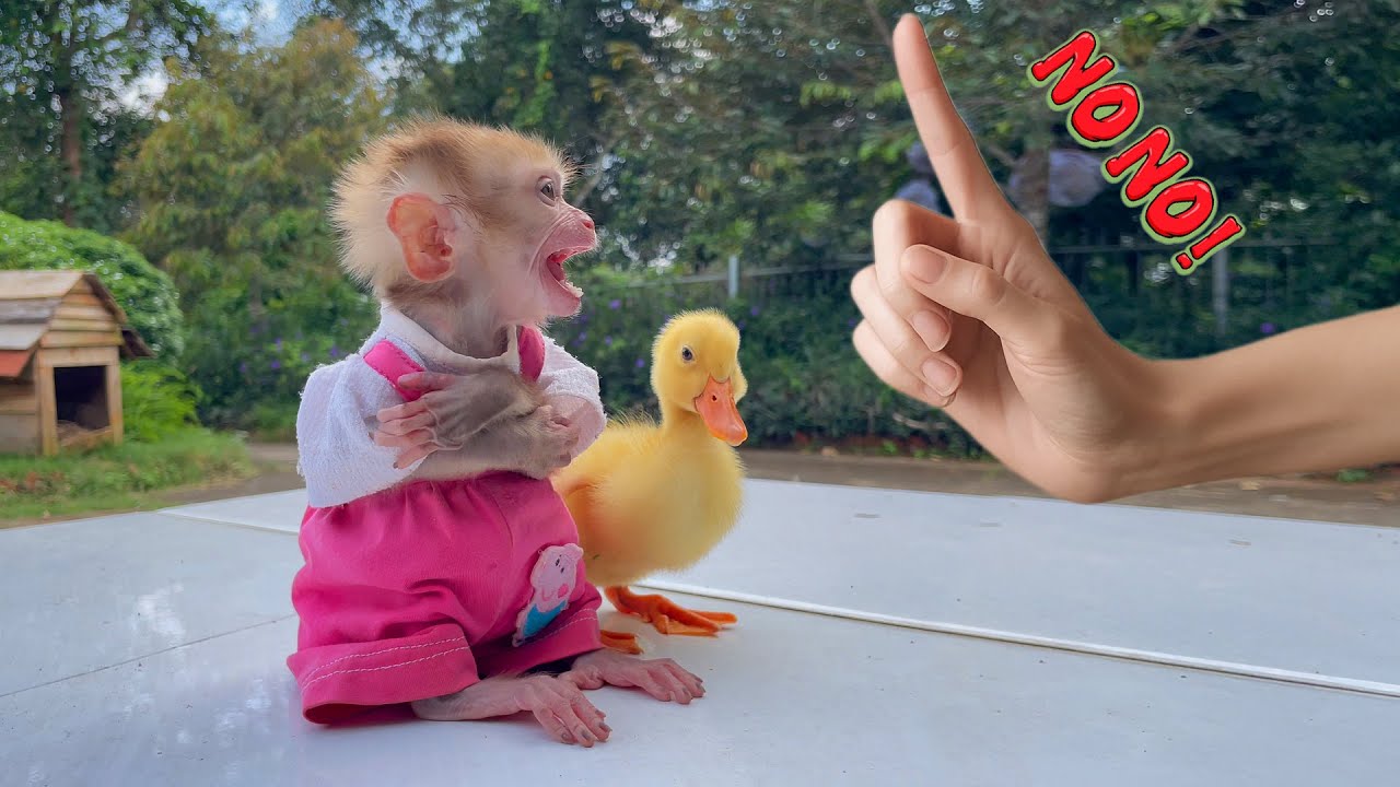 Baby monkey Bobby goes looking for a duckling when he feels lonely